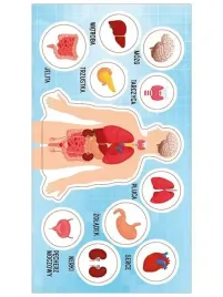 naklejki-anatomia-czlowieka