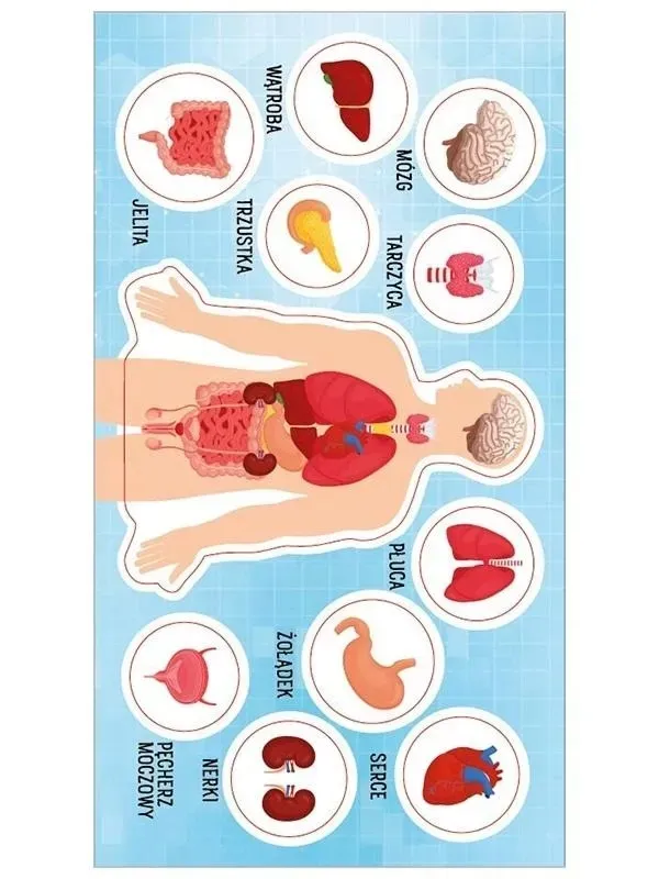 naklejki-anatomia-czlowieka