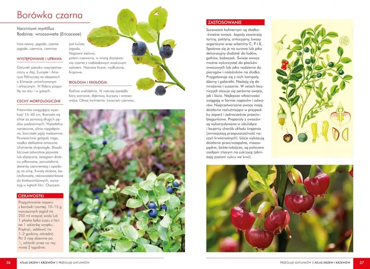 atlas-dzikich-kwiatow-jezyk-angielski