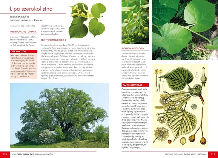 atlas-dzikich-kwiatow-wysokosc-produktu-24-cm