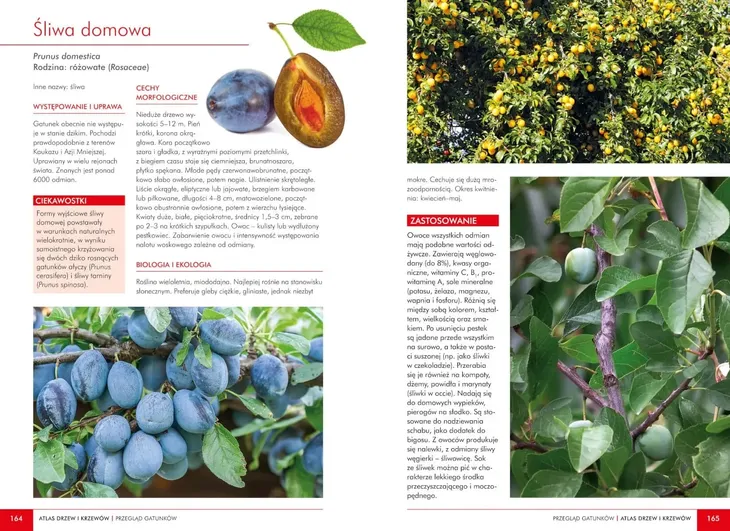 atlas-dzikich-kwiatow-szerokosc-produktu-16-5-cm