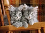 puzzle-500-hq-kittens-kod-producenta-30545