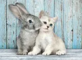 puzzle-500-compact-cat-and-bunny