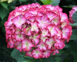 hortensja-ogrodowa-magical-ornament-zmienia-kolory