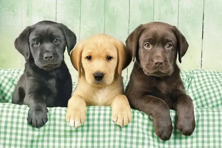 puzzle-1000-hq-i-tre-labrador-kod-producenta-39279