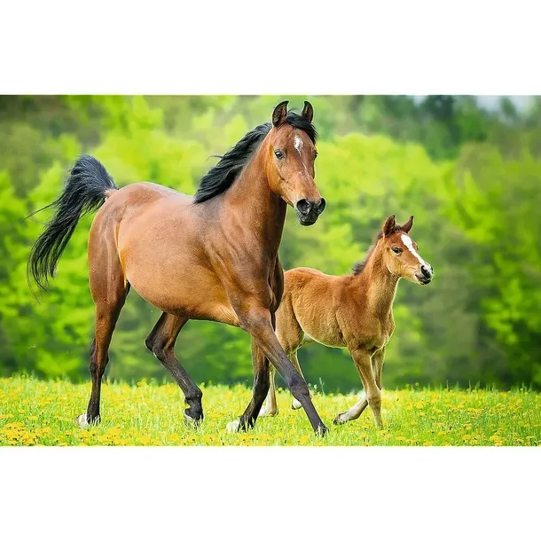 puzzle-54-mini-swiat-koni-2-trefl-kod-producenta-5900511197259