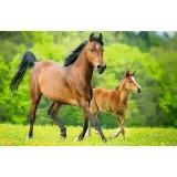 puzzle-54-mini-swiat-koni-2-trefl-kod-producenta-5900511197259