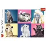 puzzle-500-kociaki-trefl-kod-producenta-37377