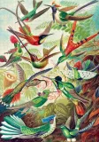 puzzle-imagination-1000-ernst-haeckel-kolibry-marka-good-loot