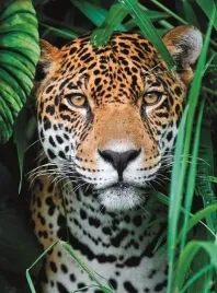 puzzle-500-compact-jaguar-in-the-jungle
