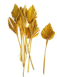 wachlarz-palm-spear-zolty-strzalka-wachlarze-7-12-cm-susz-egzotyczny-x10