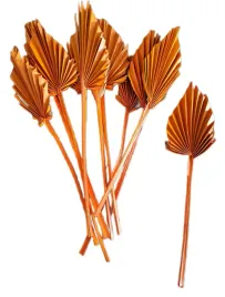 wachlarz-palm-spear-pomarancz-strzalka-wachlarze-7-12cm-susz-egzotyczny-x10