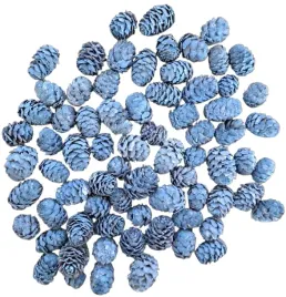 blekitne-szyszki-modrzewiowe-szyszka-modrzewiowa-modrzew-200-gram-100-sztuk