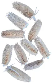 oset-wybielany-glowka-bialy-10-sztuk-10cm-susz-egzotyczny-dekoracja-stroik