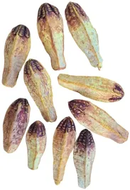 mehogani-tykwa-zolta-10-sztuk-8-12-cm-susz-egzotyczny-mehogany-na-stroik
