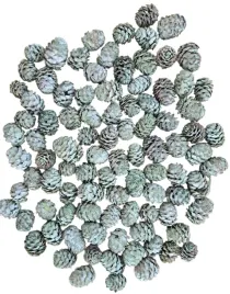 zielone-szyszki-modrzewiowe-szyszka-modrzewiowa-modrzew-200-gram-100-sztuk