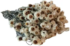 zlociszek-wiekuistka-naturalna-100-gram-suszone-kwiaty-suszki-bukiet-stroik