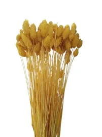 kanar-zolty-40-cm-klosy-duzy-peczek-susz-naturalny-mozga-trawa-50-sztuk