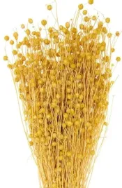 len-zolty-40-cm-klosy-peczek-susz-naturalny-60-sztuk-dekoracja-domu