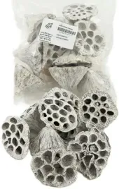 lotos-bielony-bialy-lotosy-suszki-4-6-cm-10-sztuk-susz-egzotyczny-na-stroik