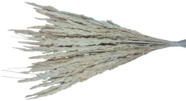 trawa-lesna-biala-suszona-na-stroiki-palmy-susz-40cm-peczek-wielkanoc-45szt