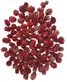 szyszka-modrzewiowa-szyszki-modrzewiowe-modrzew-czerwone-200-gram-100-sztuk