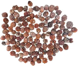 pomaranczowe-szyszki-modrzewiowe-szyszka-modrzewiowa-modrzew-200g-100-sztuk