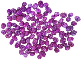 fioletowe-szyszki-modrzewiowe-szyszka-modrzewiowa-modrzew-200gram-100-sztuk