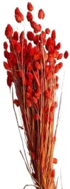 kanar-pomaranczowy-klosy-duzy-peczek-susz-naturalny-mozga-trawa-50-sztuk