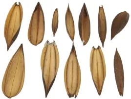 coco-boat-mini-10-sztuk-lodka-kokosowa-luska-stroik-10-15cm-susz-egzotyczny