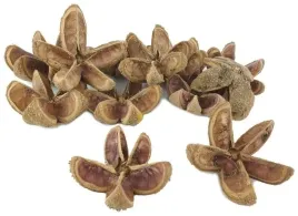 kartush-star-flower-12-sztuk-twarda-lupina-kwiat-wild-orange-luska-5-7-cm