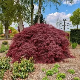 klon-palmowy-royal-garnet-piekne-male-drzewko-z-pierzastymi-liscmi-kolekcja