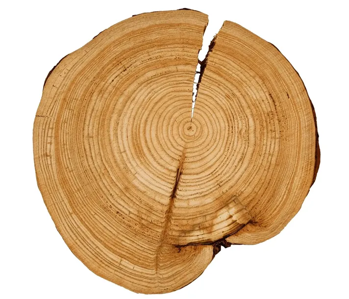 Plaster modrzewia krążek drewna bez kory MODRZEW szlif UNIKAT 30-35cm133133