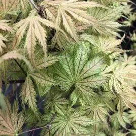 klon-palmowy-ariadne-gratka-dla-kolekcjonerow