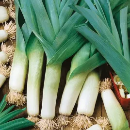 nasiona-pora-carentan-3-zimowy-por-warzywa-ogrod-sadzenie-premium-seeds-1-g