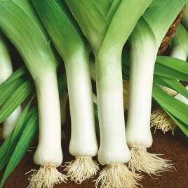 nasiona-pora-bulgaarse-reuzen-warzywa-ogrod-uprawa-por-premium-seeds-1-g