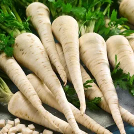 nasiona-pietruszka-lenka-aromatyczna-do-gruntu-premium-seeds-na-tasmie-6m