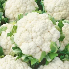 nasiona-kalafior-snowball-x-pozno-srednia-odmiana-duzy-premium-seeds-1-g