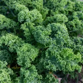 nasiona-jarmuz-kadet-odmiana-srednio-pozna-odporny-na-mroz-premium-seeds-2g