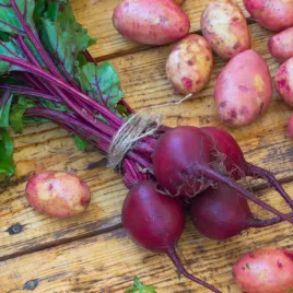 nasiona-burak-cwiklowy-warzywa-czerwona-kula-2-premium-seeds-na-tasmie-6-m