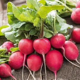 nasiona-rzodkiewka-carmen-wysoki-plon-do-gruntu-szklarni-premium-seeds-100g