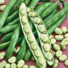 bob-nasiona-bobu-white-windsor-wysokoplonny-duze-ziarno-premium-seeds-50g