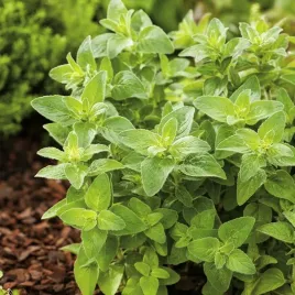nasiona-oregano-lebiodka-pospolita-wieloletnia-uprawa-premium-seeds-01-g