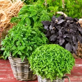 nasiona-bazylia-mieszanka-odmian-do-swiezego-uzycia-suszenia-premium-seeds