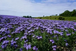 facelia-na-poplon-2kg-paszowe-nasiona-roslina-miododajna-nasionka-facelii