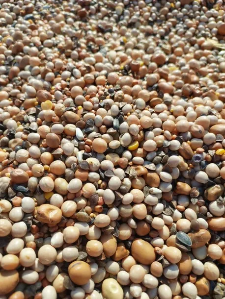POPLON 5zbóż SZYBKOROSNĄCY MIODODAJNY 20 kg