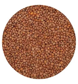 rzodkiew-oleista-na-poplon-1kg