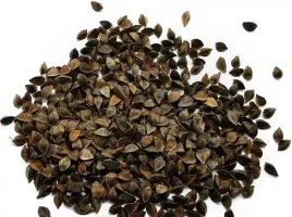 nasiona-gryka-pasza-poplon-miododajna-1kg