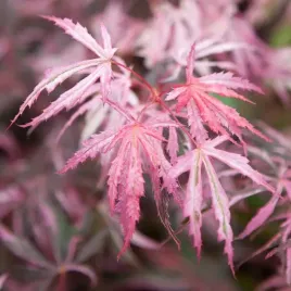 klon-palmowy-extrawaganza-odmiana-kolekcjonerska-strzepiasty