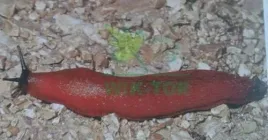 pelzakol-2x1kg-2kg-bezpieczny-srodek-na-slimaki